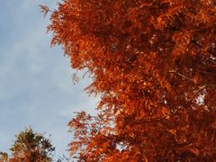 -黄海国家森林公园