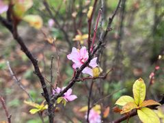 -春花秋色城市公园