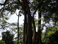 -瑞丽独树成林风景区