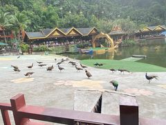 -西双版纳原始森林公园