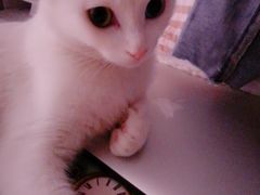 -欣怡宠物店