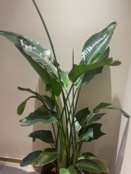 -苑苑vbeauty科技美容SPA