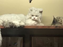 -猫咪博物馆(顶澳仔猫街店)