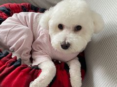 -翊宠yipet猫狗购宠庄园犬舍•猫舍