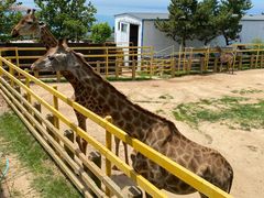 -西霞口神雕山野生动物世界