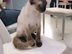 -喵的天空名猫咖啡馆·撸猫·猫舍·用品