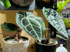 -本無咖啡·BeanWood Coffee