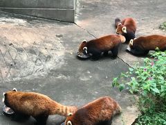 -昆明动物园