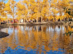 -金塔沙漠胡杨林景区