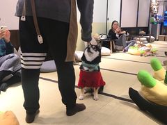-逗柴咖啡屋·狗咖猫咖宠物桌游