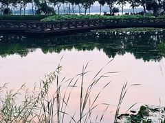 -金银湖国家城市湿地公园