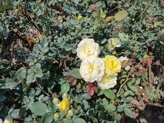 -人民公园(罗湖区)