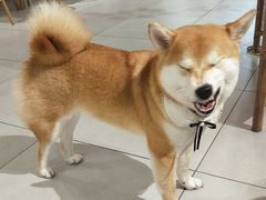 -柴务处·柴犬主题狗咖