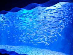 -太平洋海底世界