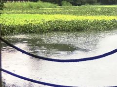 -南宁良凤江国家森林公园