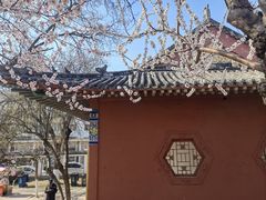 -桃花堤公园