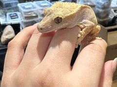 -酷以爬仙阁实体爬宠店·守宫·蜥蜴·专业繁育