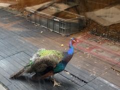 -春记潮汕牛肉火锅