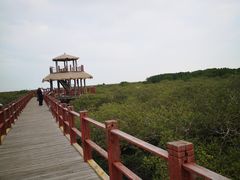 -北海金海湾红树林生态旅游区
