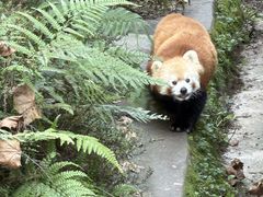 -都江堰中华大熊猫苑
