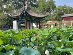 -莲湖公园