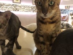 -more than meow吴止猫主题餐厅(承德 中船汇店)