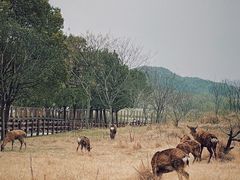 -良渚文化村