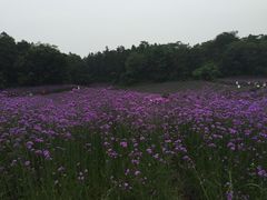-大塘金香草谷