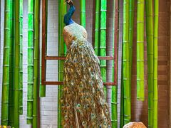 -雀舞云南菜(天津天河城购物中心店)