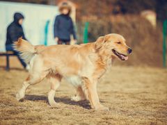 -趣玩宠物乐园寄养训犬训狗游泳池