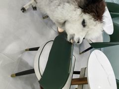 -安格丽娜·狗咖·猫咖羊驼咖(春熙路百盛商场店)