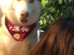 -Husky Go! 哈士奇体验馆·宠物咖啡厅狗咖