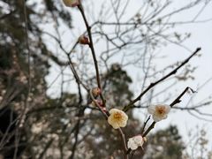 -香雪海