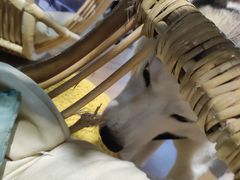 -Husky Go! 哈士奇体验馆·宠物咖啡厅狗咖