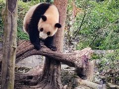 -都江堰中华大熊猫苑