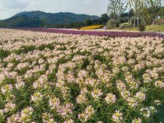 -径山花海