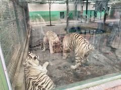 -五龙山野生动物王国