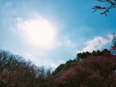 -杭州植物园