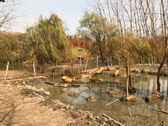 -溱湖国家湿地公园