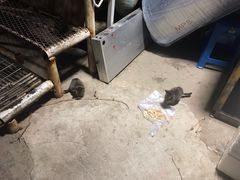-蟹道河蟹大米商行