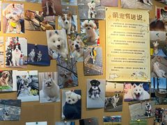 -翊宠yipet猫狗购宠庄园犬舍•猫舍