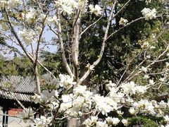 -听鹂馆饭庄(颐和园店)