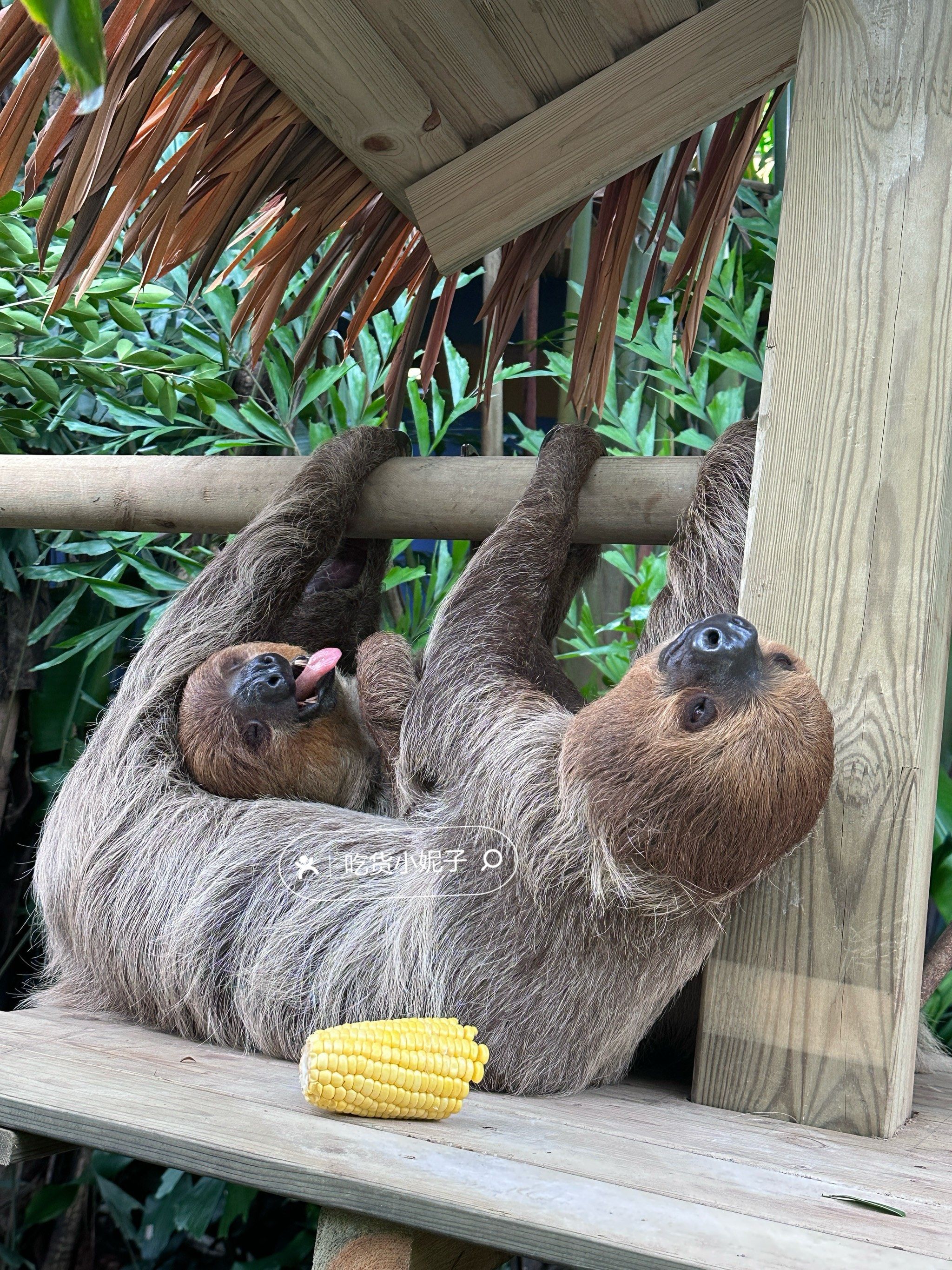 近距离看树懒🦥好幸福