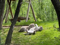 -北京野生动物园