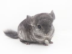 -龙猫仔乐园(惠福东路店)