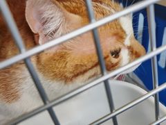 -爱侣宠医·鹦鹉专科·小型哺乳类·异宠专科(灵石路店)