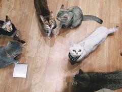 -猫色咖啡·猫咖