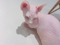 -飞行喵MR PILOT|猫舍·猫咖(静安大融城店)