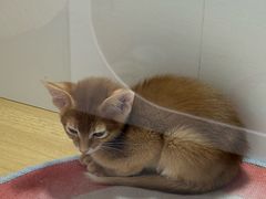 -青奢宠物·青奢猫舍