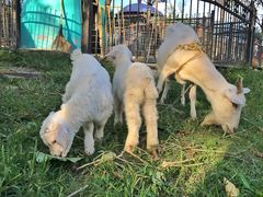 -上海滴水湖皇冠假日酒店